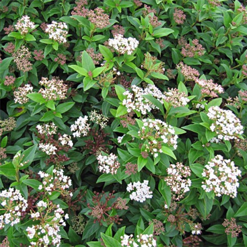 Viburnum tinus Eve Price - Laurier tin (Floraison)