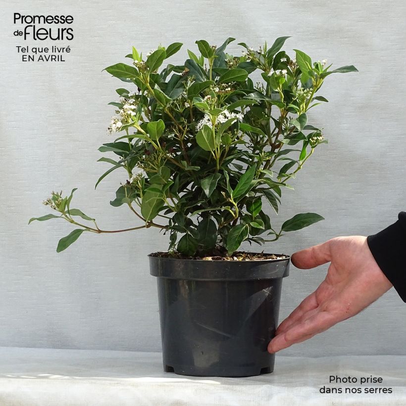 Spécimen de Viburnum tinus Eve Price - Laurier tin Pot de 2L/3LHauteur livrée env. 15/20cm tel que livré au printemps