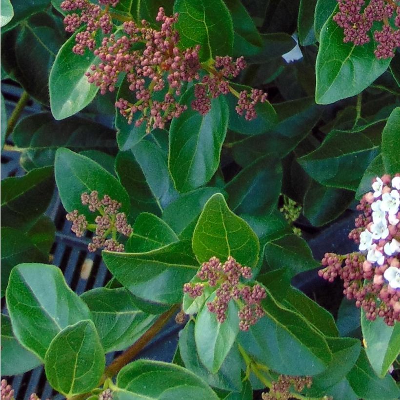 Viorne, Laurier tin - Viburnum tinus Gwenlian (Feuillage)