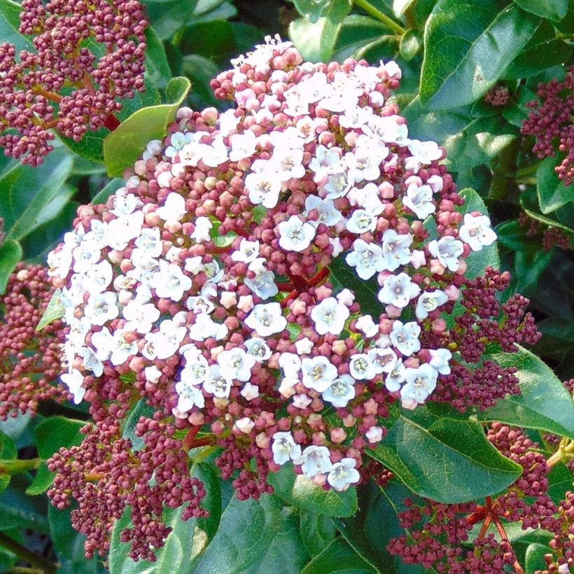 Viorne, Laurier tin - Viburnum tinus Gwenlian (Floraison)