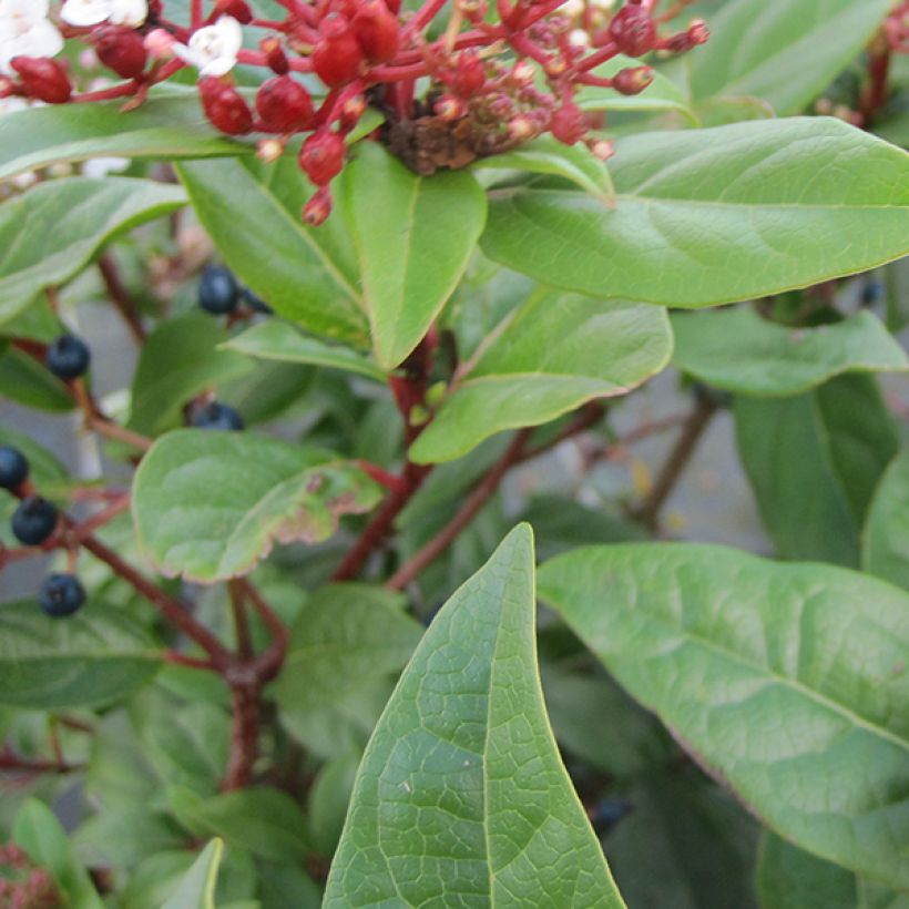 Viburnum tinus Lisarose - Laurier-tin rose (Feuillage)