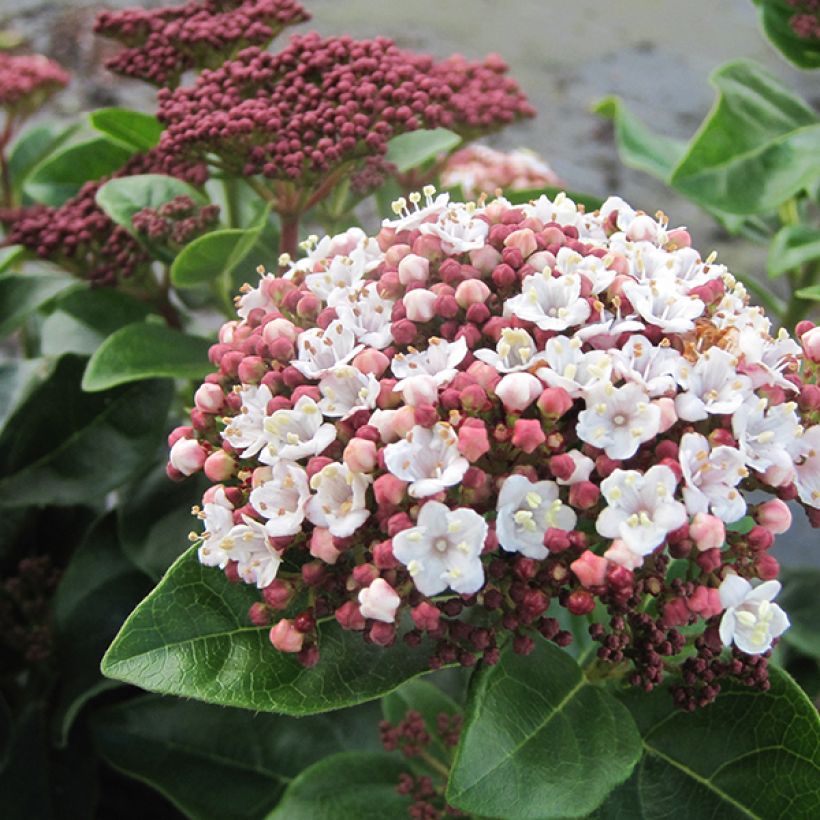 Viburnum tinus Lisarose - Laurier-tin rose (Floraison)