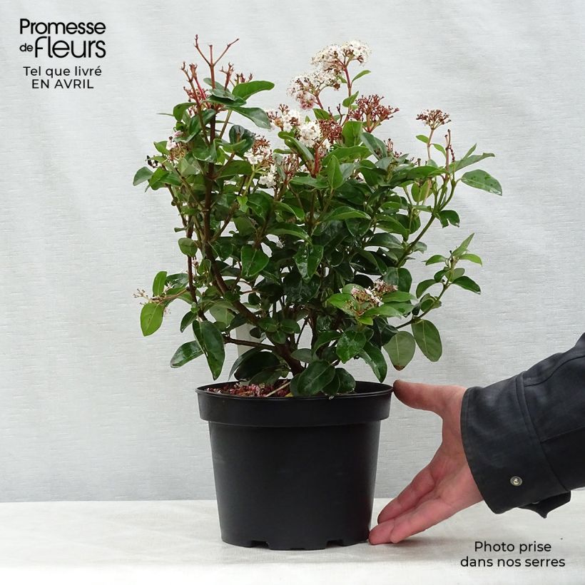Spécimen de Viburnum tinus Lisarose - Laurier-tin rose Pot de 3L/4LHauteur livrée env. 50/60cm tel que livré au printemps