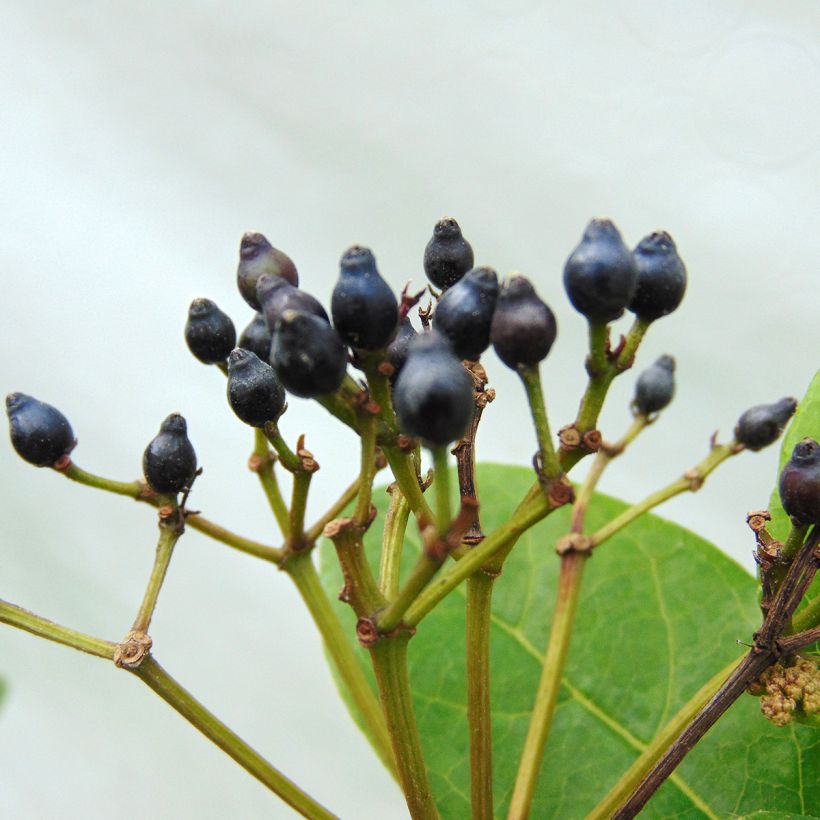 Viburnum tinus Lisarose - Laurier-tin rose (Récolte)