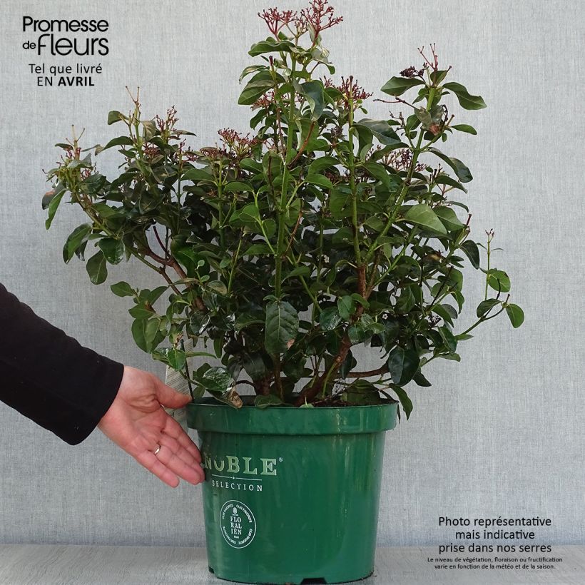 Spécimen de Viburnum tinus Lisarose - Laurier-tin rose Pot de 7,5L/10L tel que livré au printemps