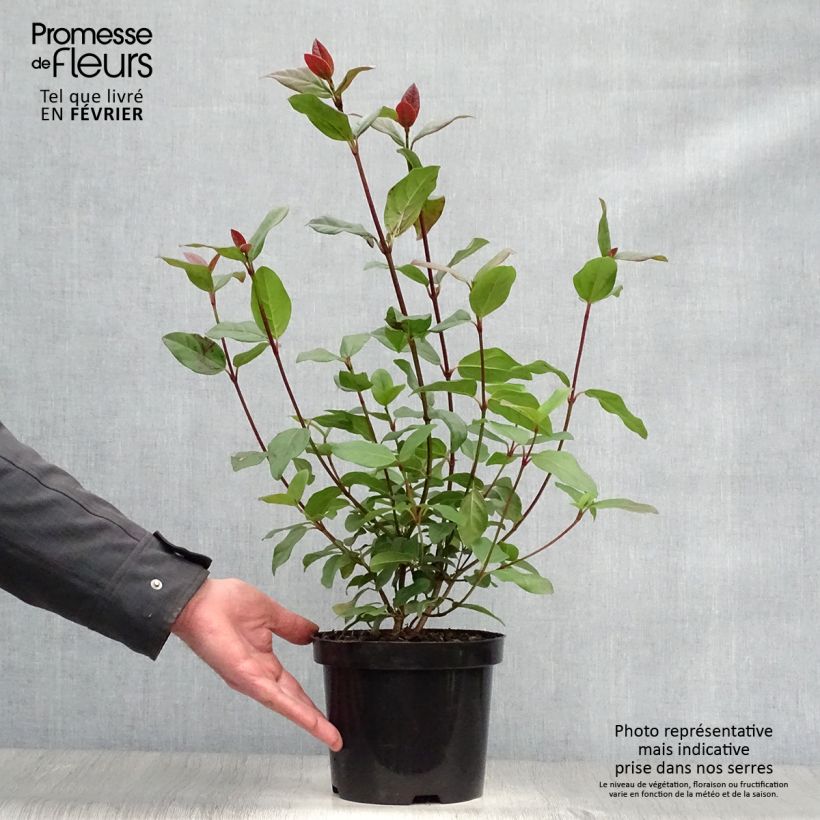 Spécimen de Viburnum tinus Purpureum - Viorne tin, Laurier tin  tel que livré en hiver