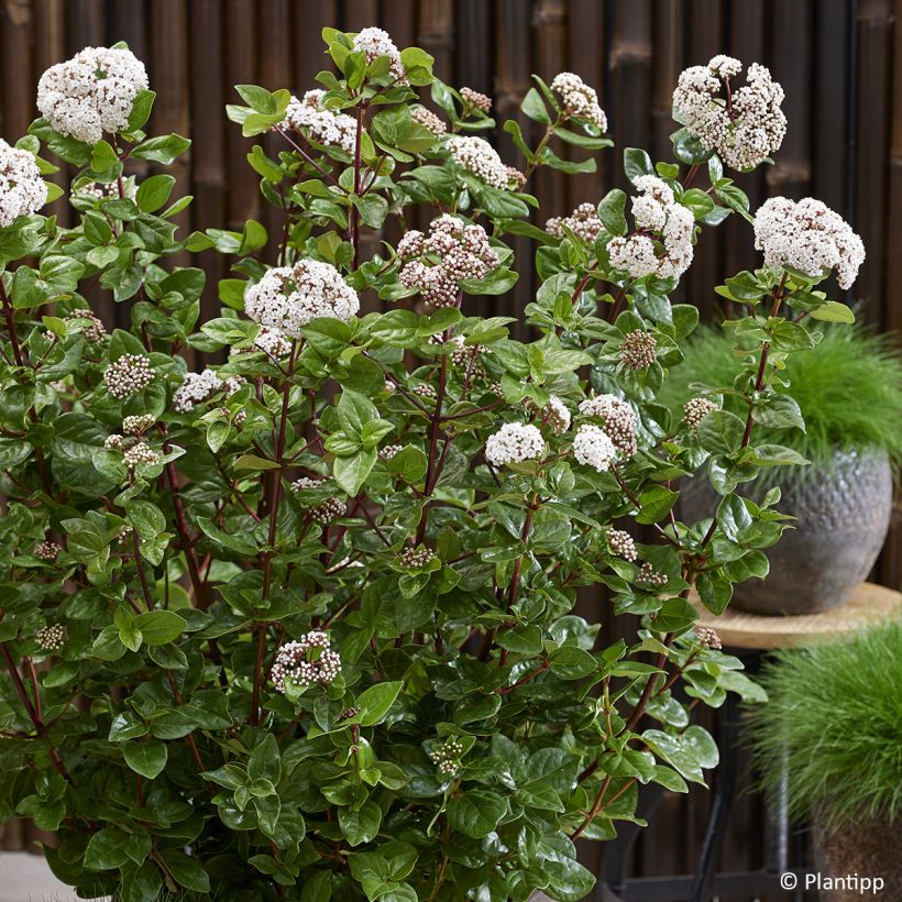 Viburnum tinus Rock'n Rolla - Laurier tin (Floraison)