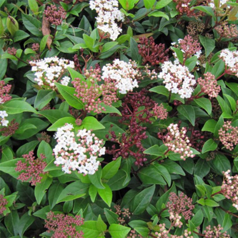 Viorne, Laurier Tin- Viburnum tinus Spirit (Floraison)