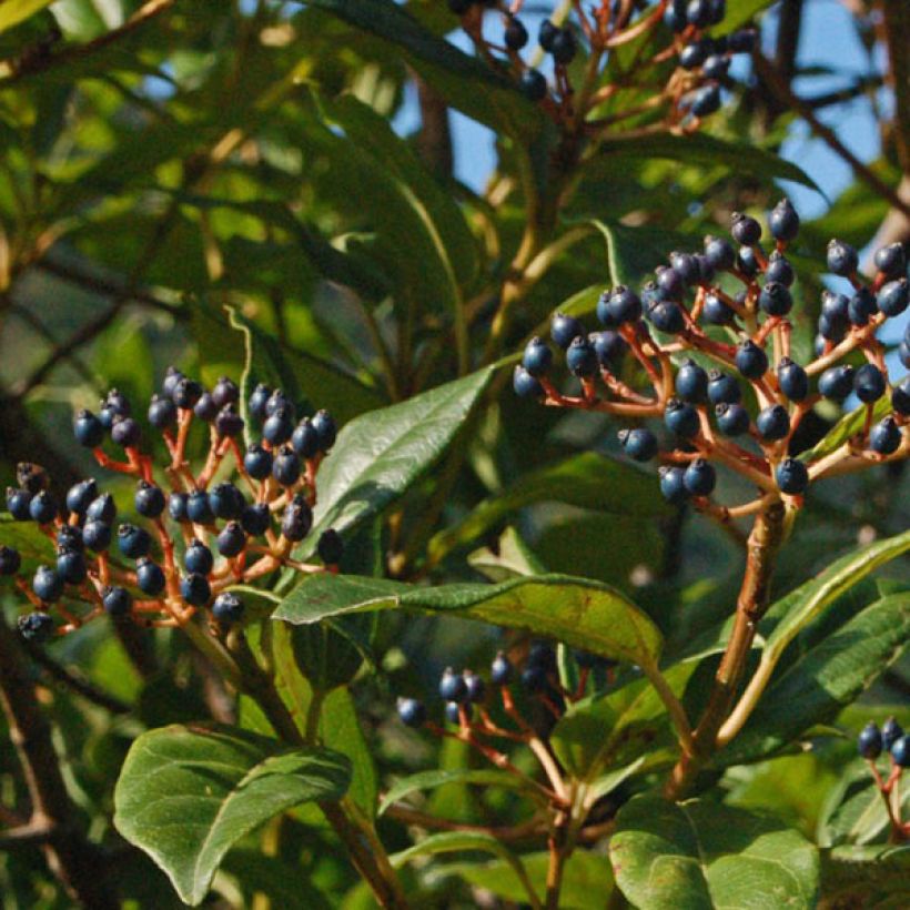 Viorne, Laurier Tin- Viburnum tinus Spirit (Récolte)