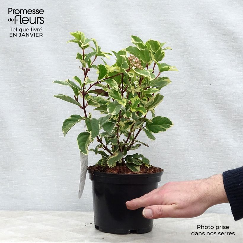 Spécimen de Laurier Tin - Viburnum tinus Variegatum tel que livré en hiver