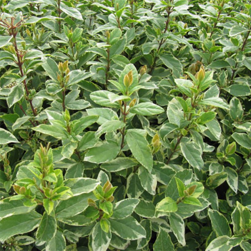 Laurier Tin - Viburnum tinus Variegatum (Feuillage)