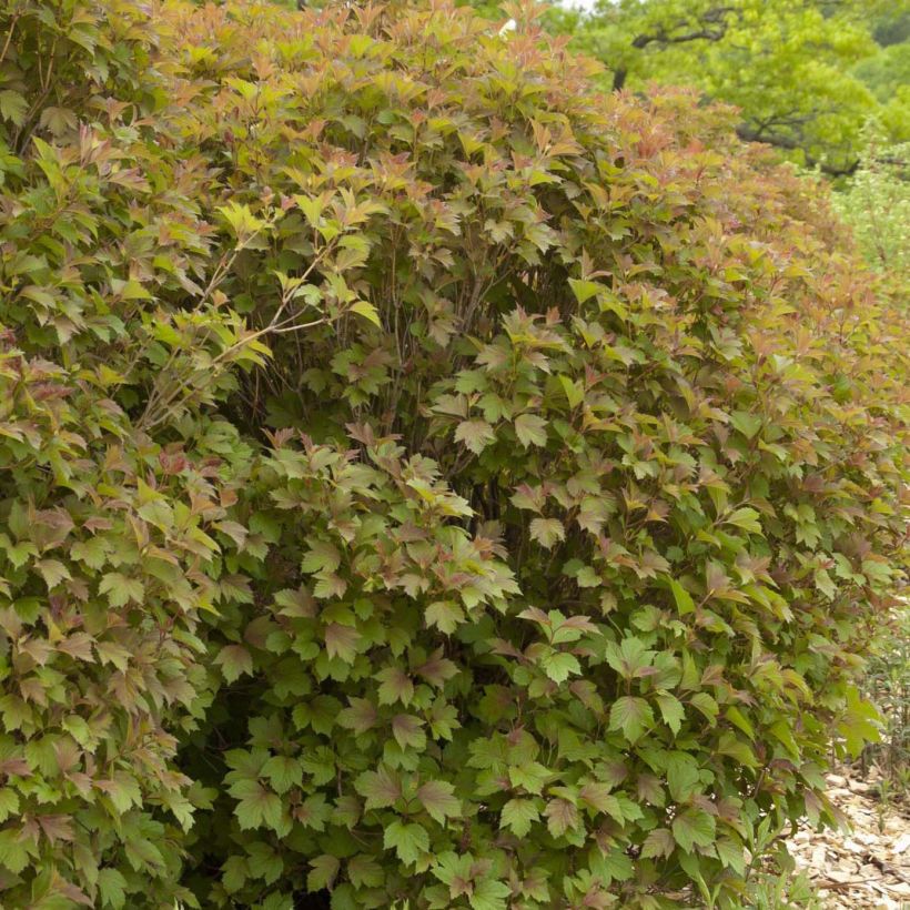 Viorne trilobée - Viburnum trilobum Bailey Compact (Port)