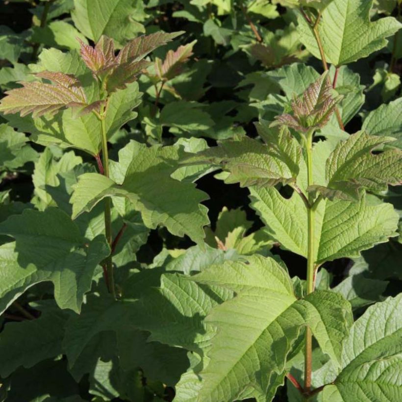 Viorne trilobée - Viburnum trilobum Wentworth (Feuillage)