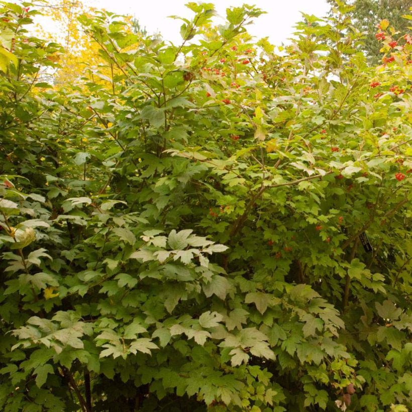 Viorne trilobée - Viburnum trilobum Wentworth (Port)