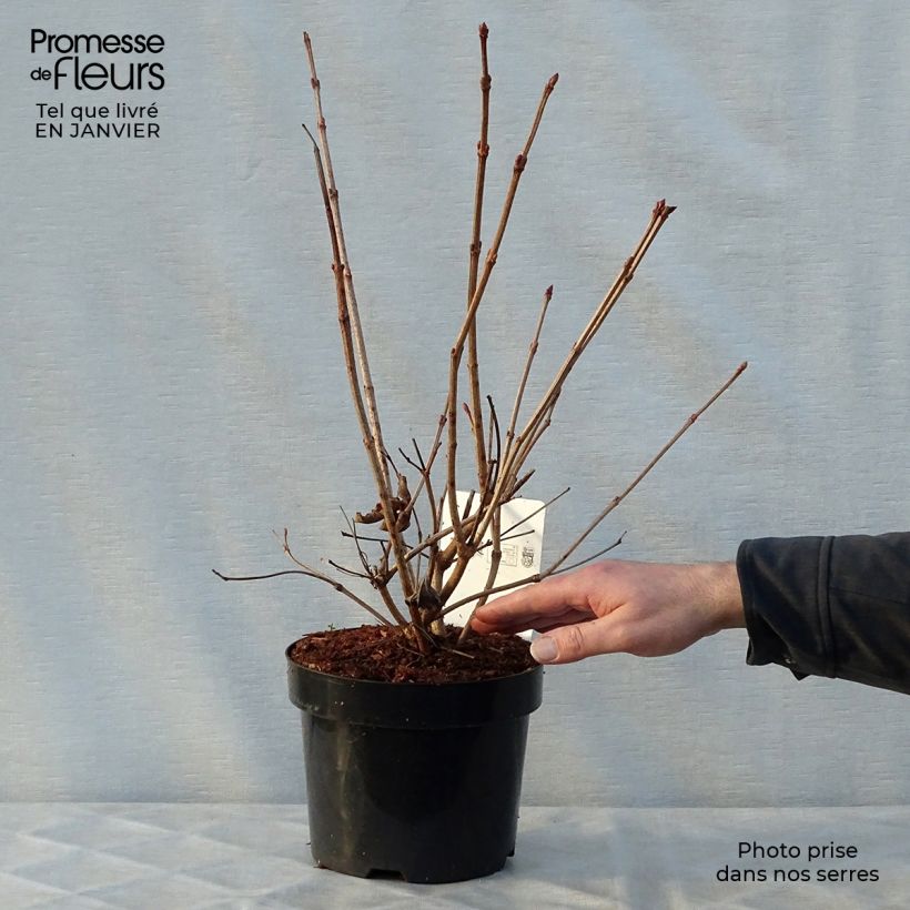 Spécimen de Viorne trilobée - Viburnum trilobum Wentworth tel que livré en hiver