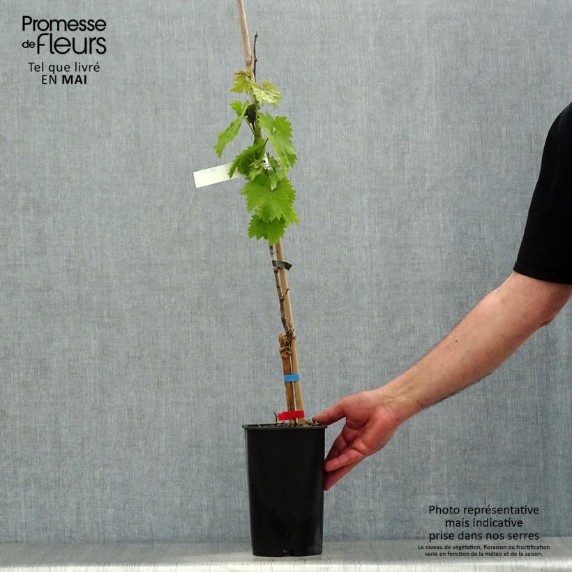 Spécimen de Vigne Alphonse Lavallée - Vitis vinifera Pot de 1.5L/2L tel que livré au printemps