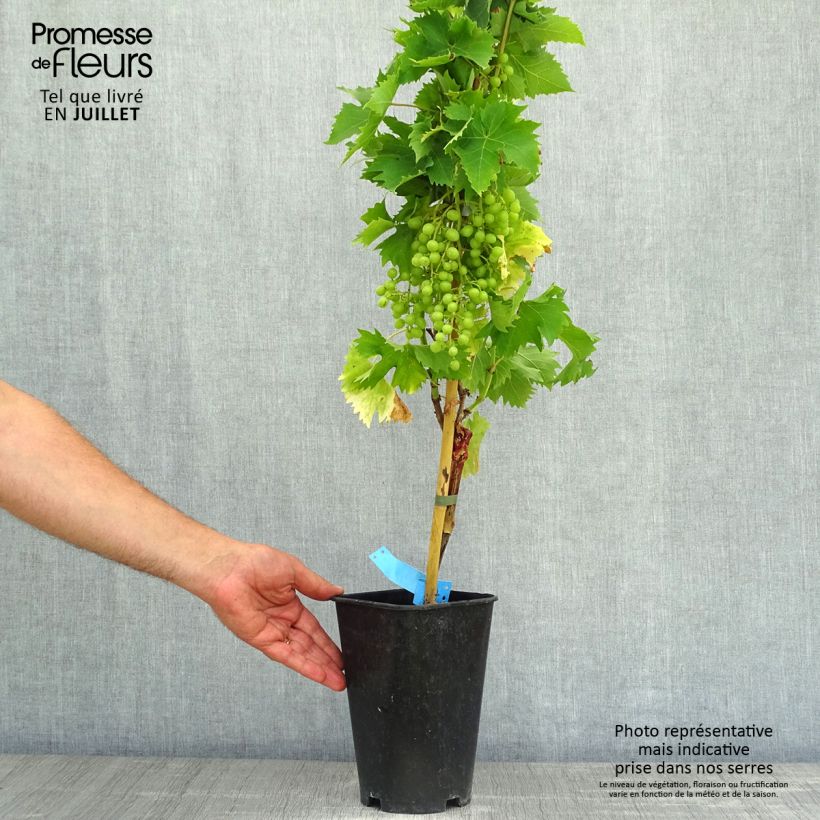 Spécimen de Vigne Ampelia Aladin Pot de 1,5L/2L tel que livré en été