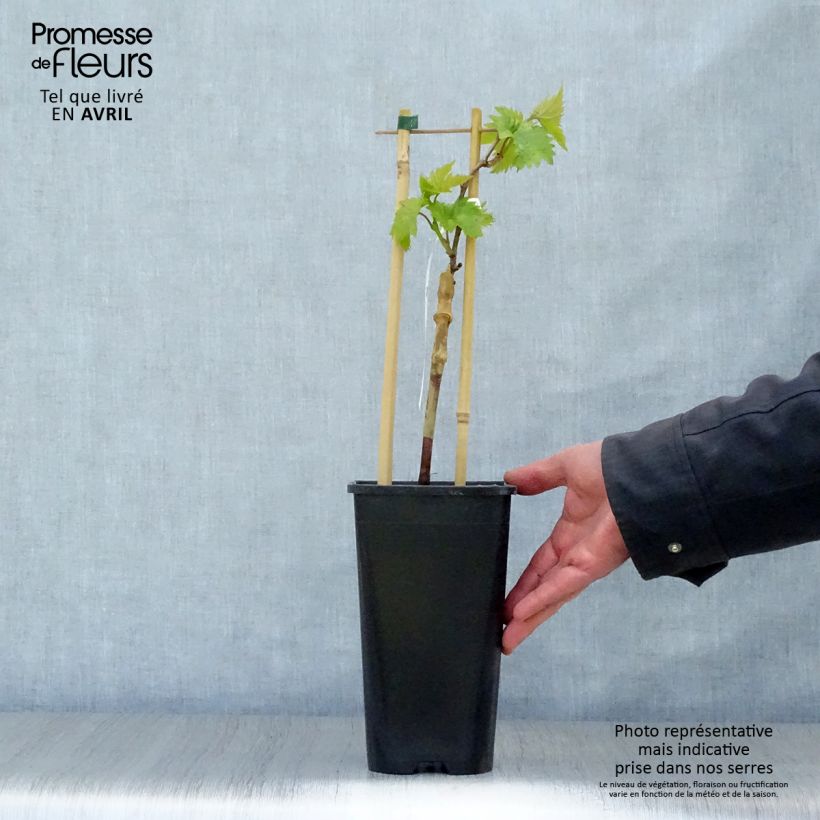 Spécimen de Vigne Ampelia Aladin Pot de 2L/3L tel que livré au printemps