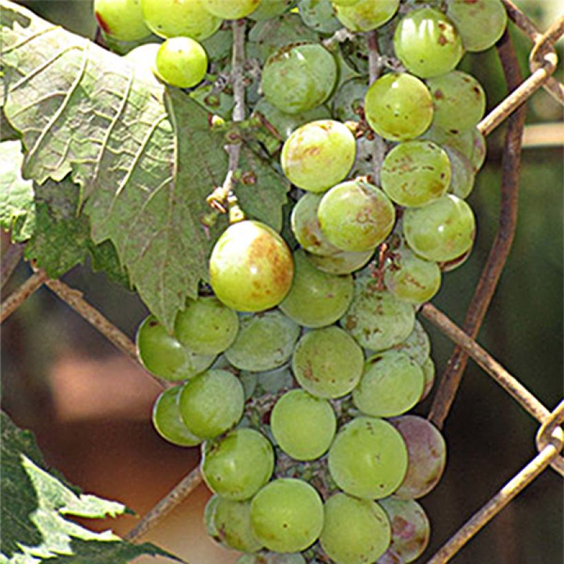 Vigne Ampelia Amandin (Récolte)