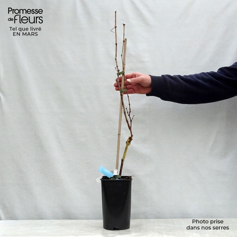 Spécimen de Vigne Ampelia Amandin Pot de 2L/3L tel que livré au printemps