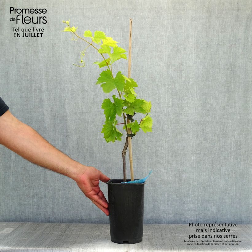 Spécimen de Vigne Ampelia Amandin Pot de 2L/3L tel que livré en été