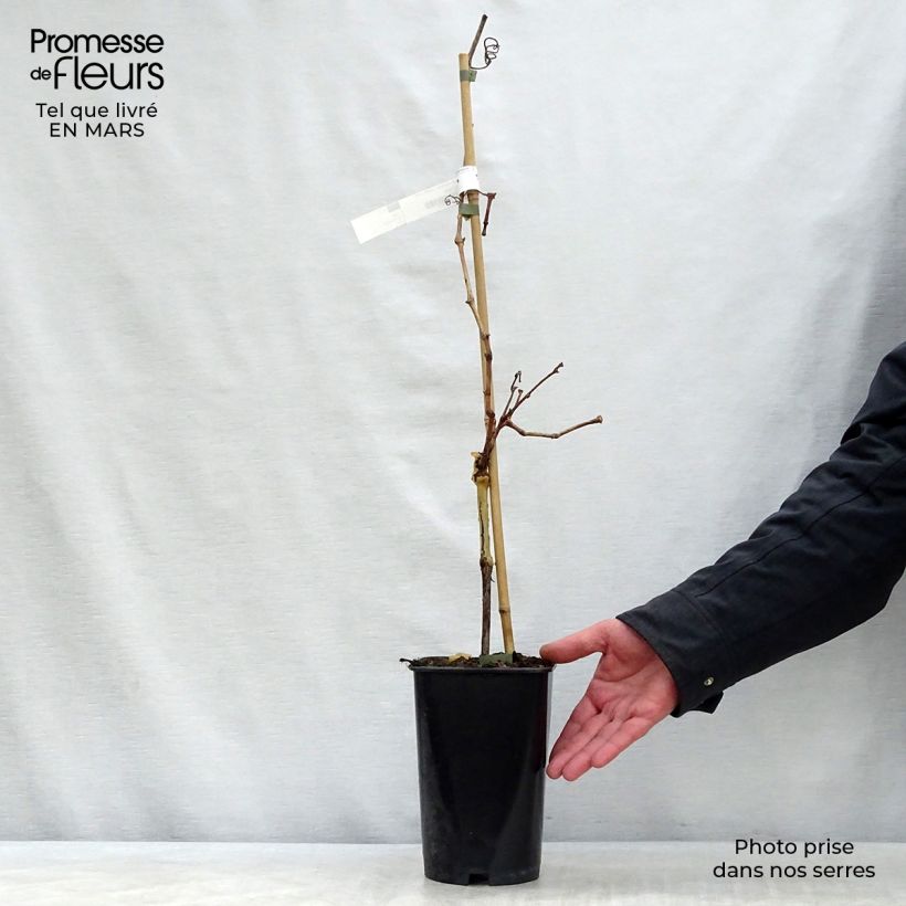 Spécimen de Vigne Ampelia Candin Pot de 2L/3L tel que livré au printemps