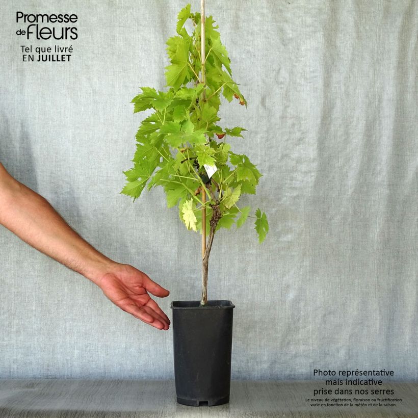 Spécimen de Vigne Ampelia Candin Pot de 2L/3L tel que livré en été
