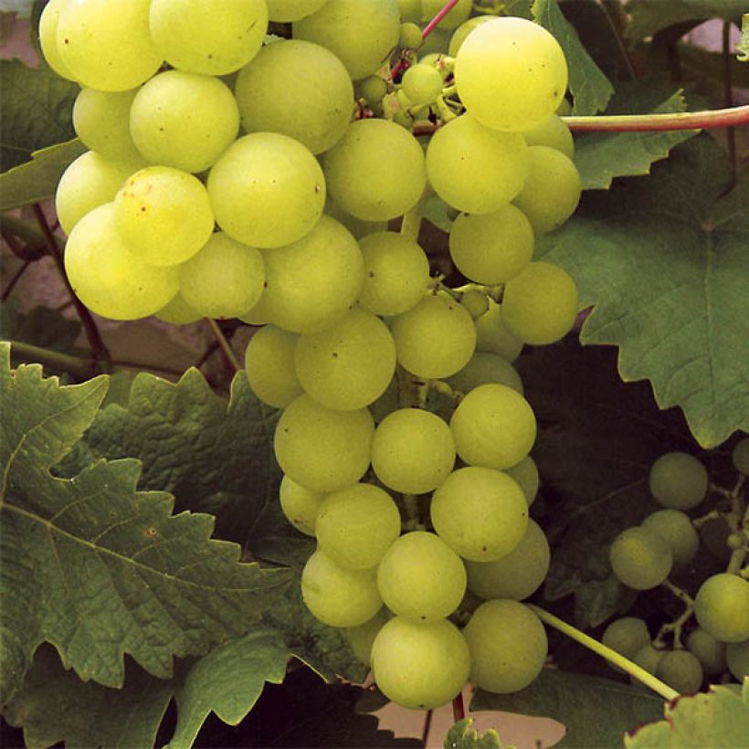 Vigne Ampelia Perdin (Récolte)
