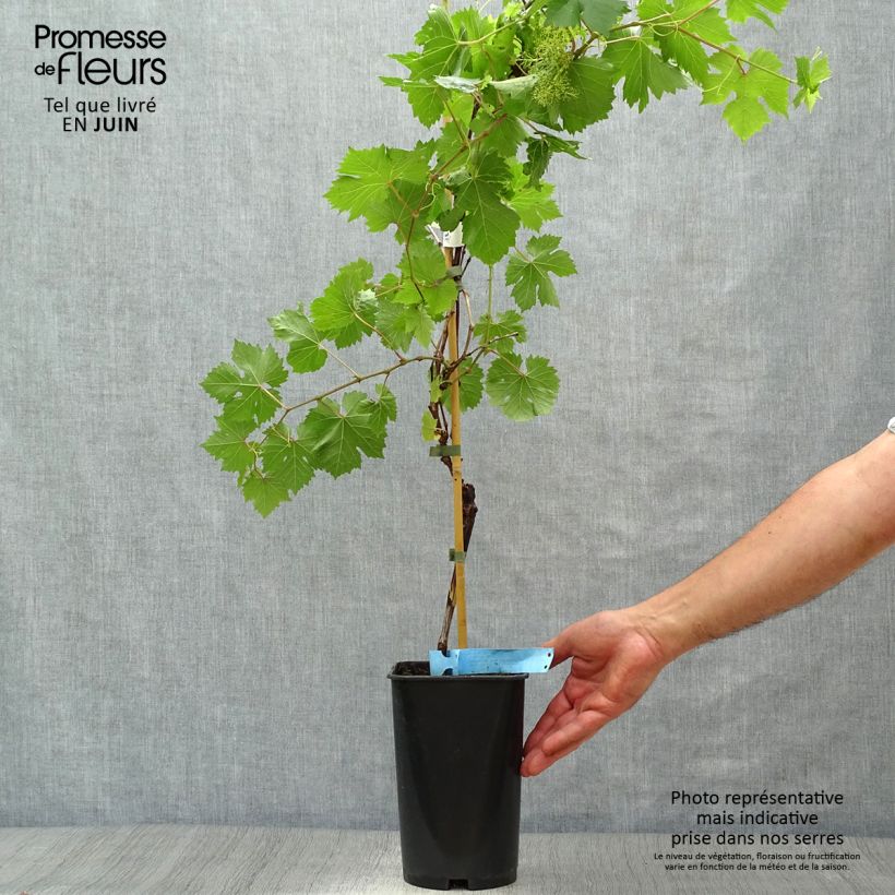 Spécimen de Vigne Ampelia Perdin Pot de 2L/3L tel que livré en été