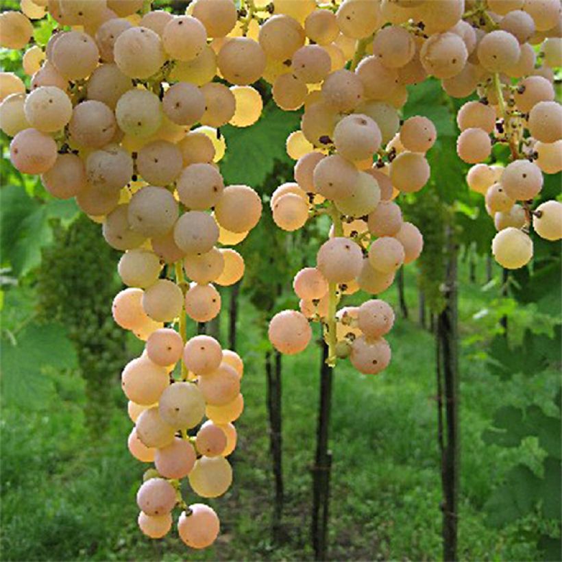 Vigne Bianca - Raisin blanc (Récolte)