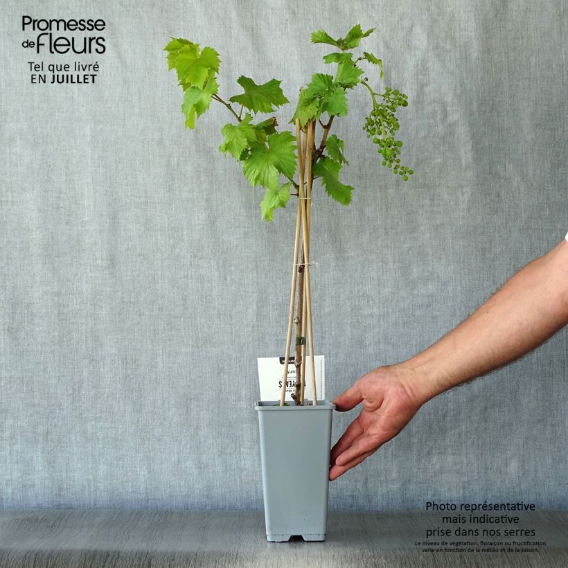 Spécimen de Vigne Bianca - Raisin blanc Pot de 1,5L/2L tel que livré en été