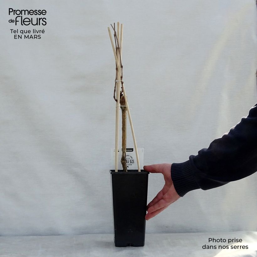 Spécimen de Vigne Boskoop Glory Pot de 1.5L/2L tel que livré au printemps