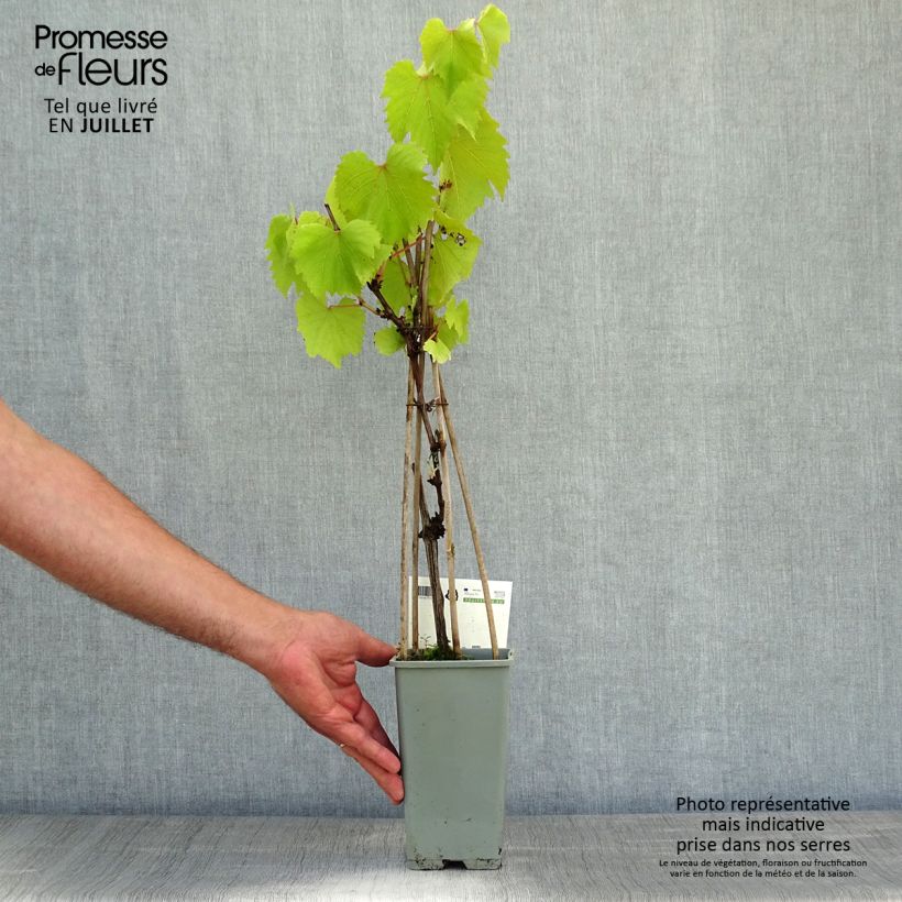 Spécimen de Vigne Boskoop Glory Pot de 1,5L/2L tel que livré en été