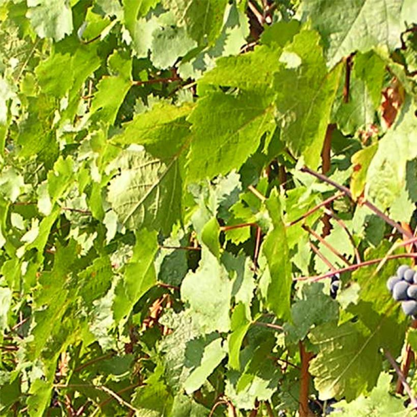 Vigne Cabernet Franc (Feuillage)