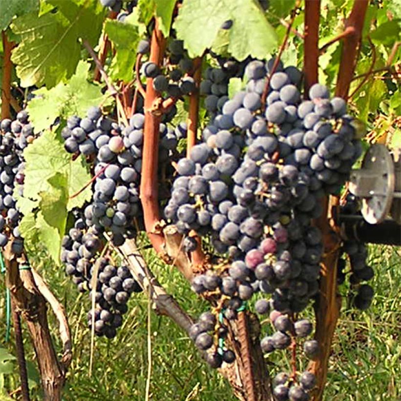 Vigne Cabernet Franc (Récolte)