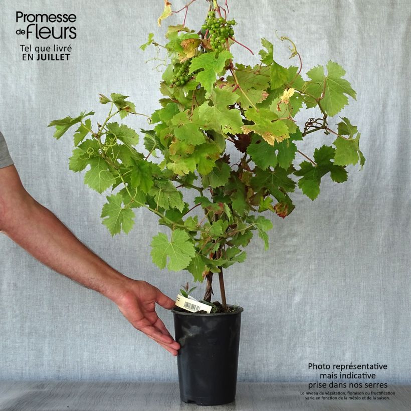 Spécimen de Vigne Cabernet Franc Pot de 2L/3L tel que livré en été