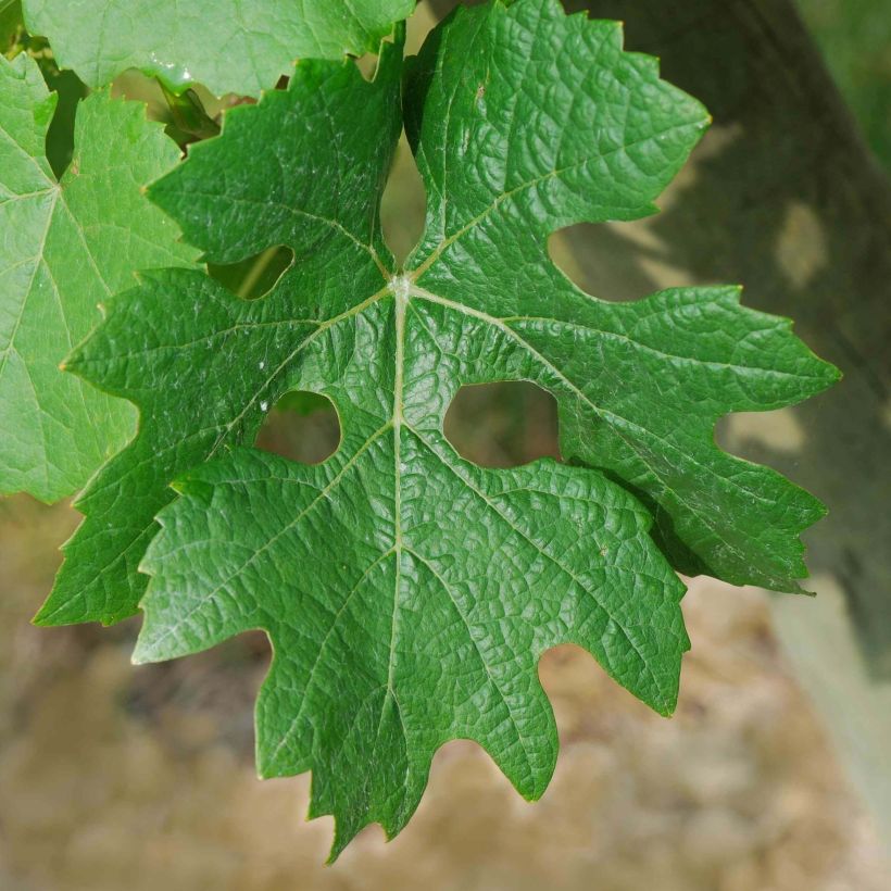 Vigne Cabernet Sauvignon - Vitis vinifera (Feuillage)