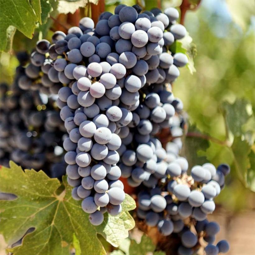 Vigne Cabernet Sauvignon - Vitis vinifera (Récolte)