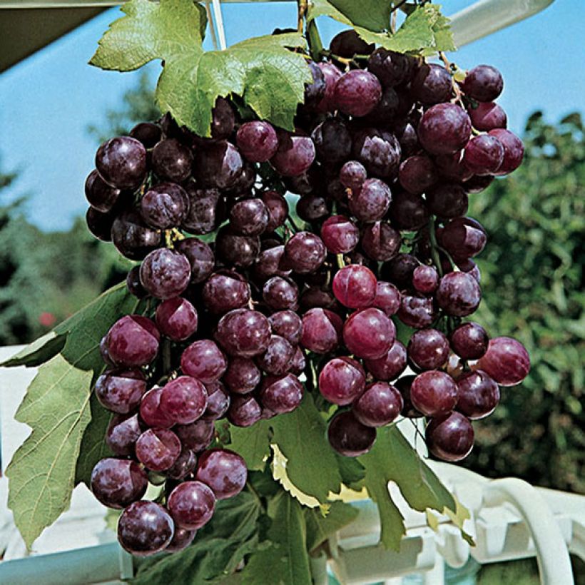 Vigne Cardinal (Récolte)