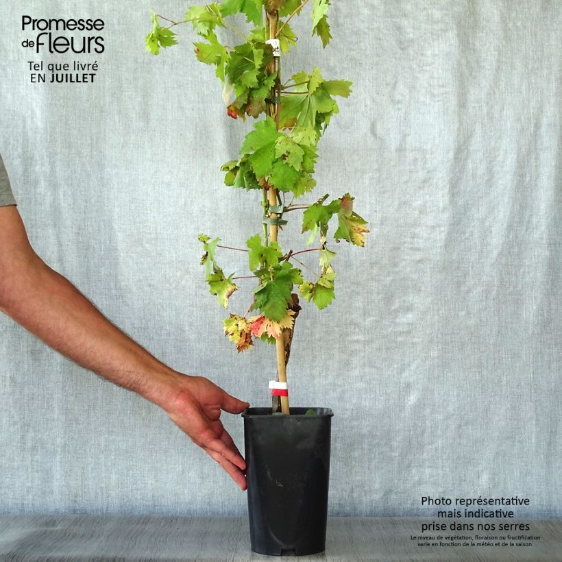 Spécimen de Vigne Cardinal Pot de 1,5L/2L tel que livré en été