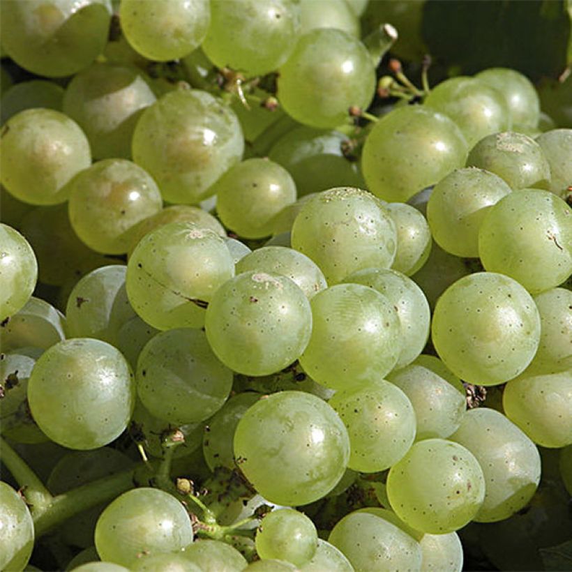 Vigne Chardonnay (Floraison)