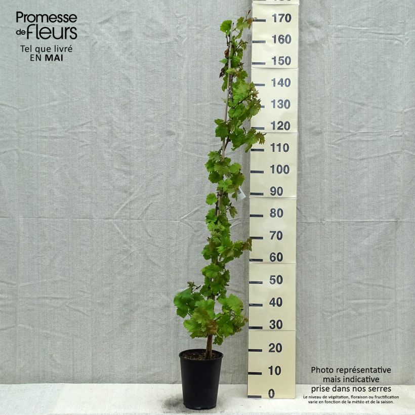Spécimen de Vigne Chasselas Fontainebleau Pot de 2L/3L tel que livré au printemps