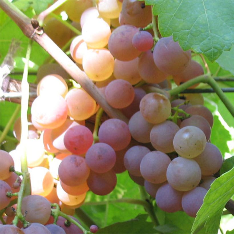 Vigne Chasselas Rose (Récolte)