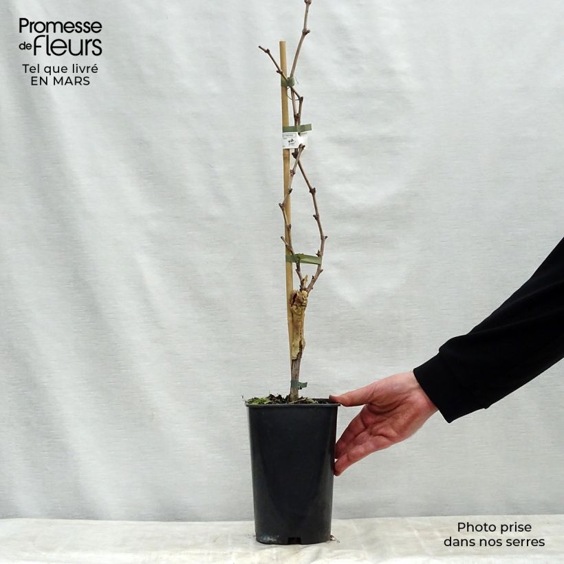 Spécimen de Vigne Dattier de Beyrouth Pot de 1.5L/2L tel que livré au printemps