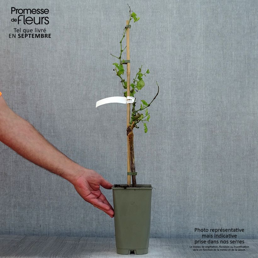Spécimen de Vigne Dattier de Beyrouth Pot de 1,5L/2L tel que livré en été