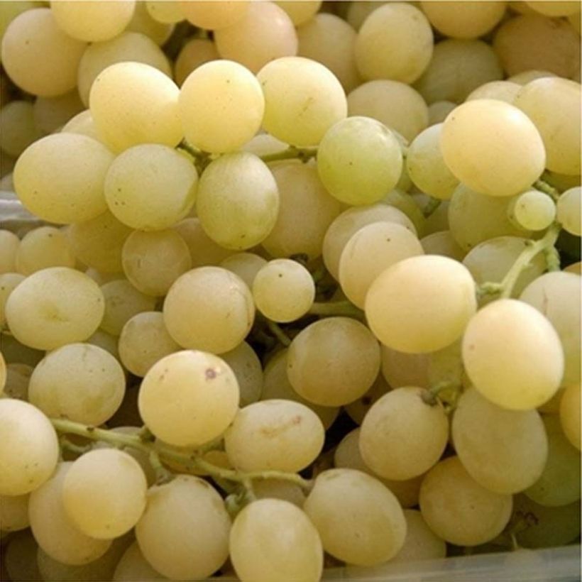 Vigne Delizia di Vaprio (Récolte)