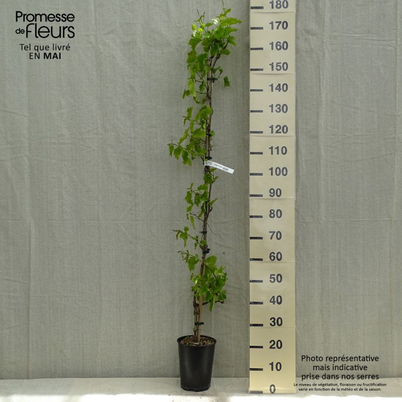 Spécimen de Vigne Evita Pot de 4L/5L tel que livré au printemps