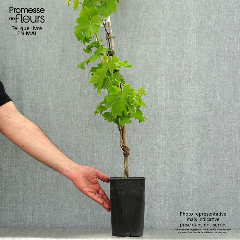 Spécimen de Vigne Exalta Pot de 2L/3L tel que livré au printemps