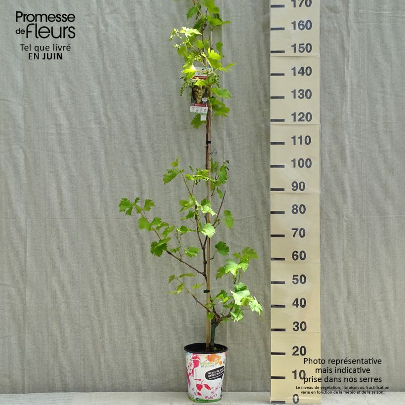 Spécimen de Vigne Fanny en pot de 4l/5l tel que livré au printemps