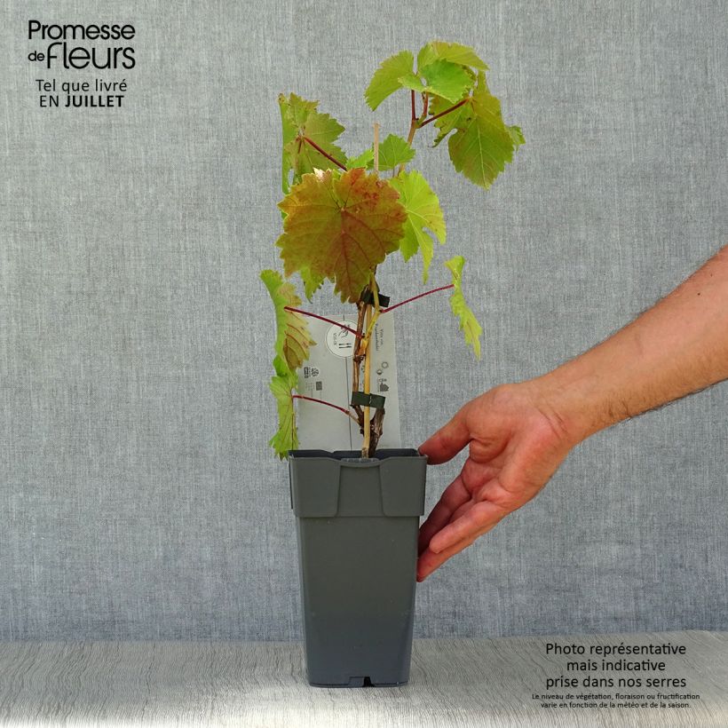 Spécimen de Vigne Frankenthaler Pot de 2L/3L tel que livré en été